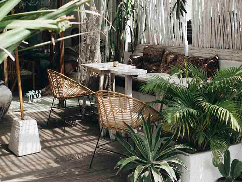 Plantas de exterior más resistentes al frío y al calor que poner en tu  jardín