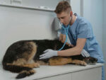 Mejores seguros médicos para perros con asistencia veterinaria