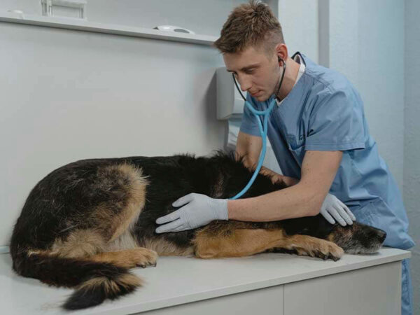 Mejores seguros médicos para perros con asistencia veterinaria